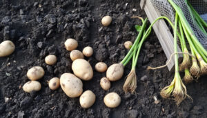 När skörda potatis? Tecken, torkning & lagring